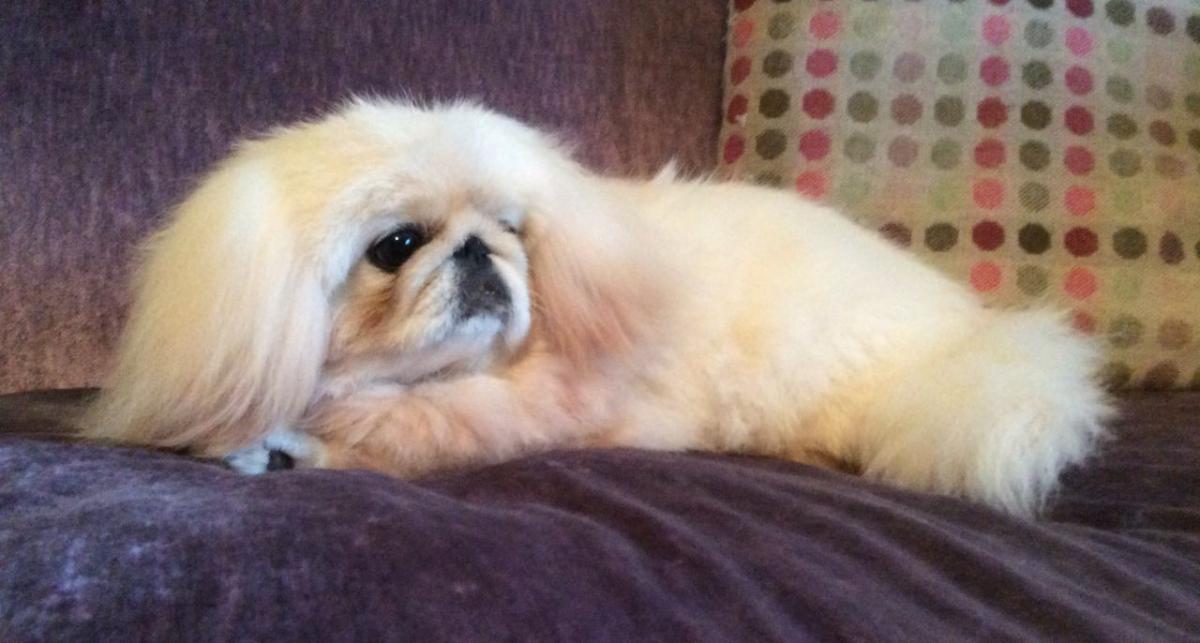 Photo of the Pekingese at 7-8 months