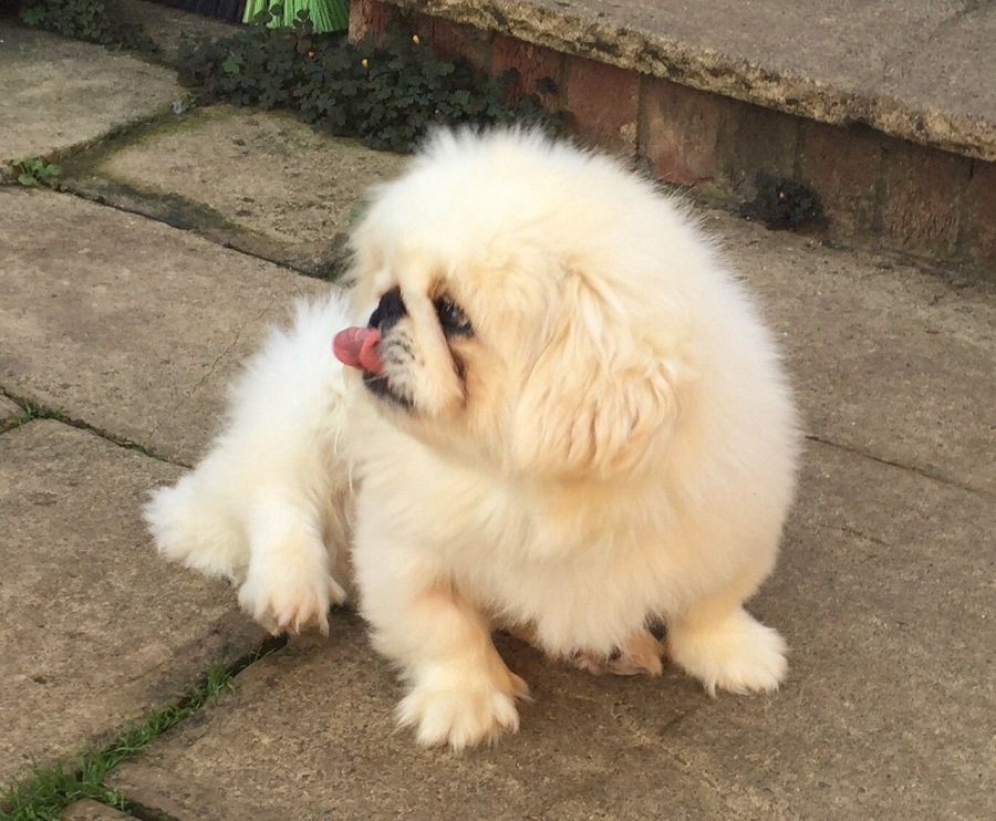 Photo of a Pekingese puppy at 12 months old