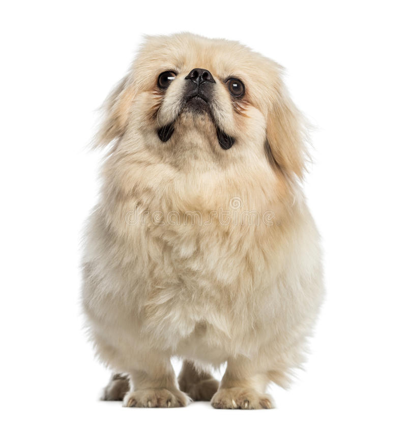 Pekingese Photo at 12 Months