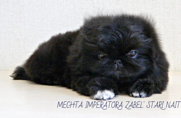 Photo of the Pekingese at 2 months