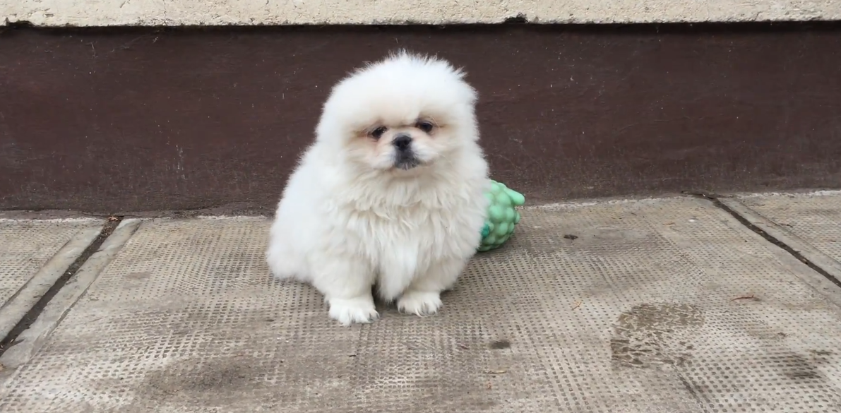 Photo of a Pekingese puppy at 3 months old