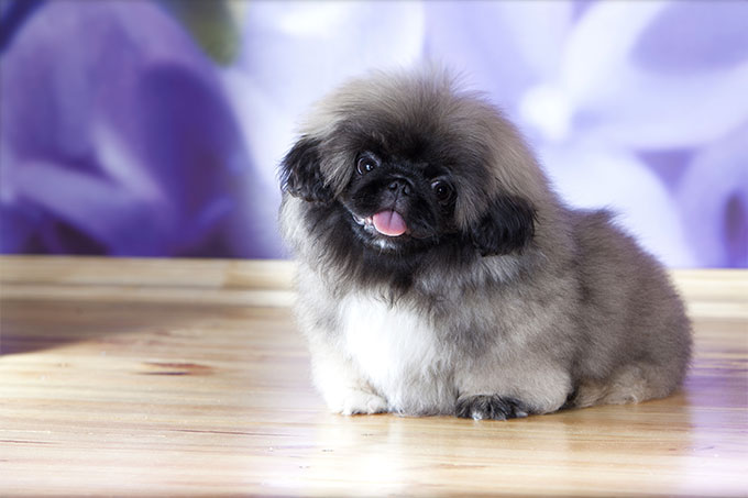 Photo of the Pekingese at 3 months