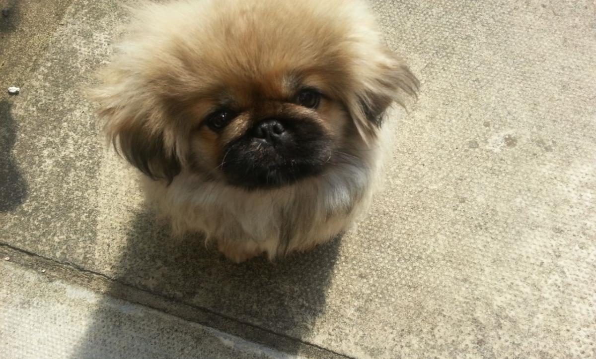 Photo of the Pekingese at 4 months