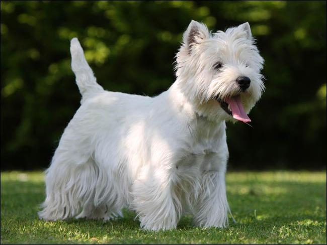 The cheerful and curious West Highland White Terriers are rightfully considered the most affectionate of all terriers.