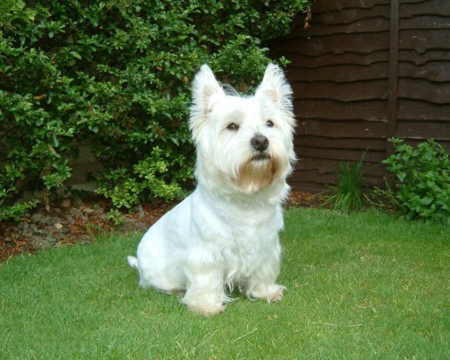 West Highland White Terriers are intelligent dogs with good manners