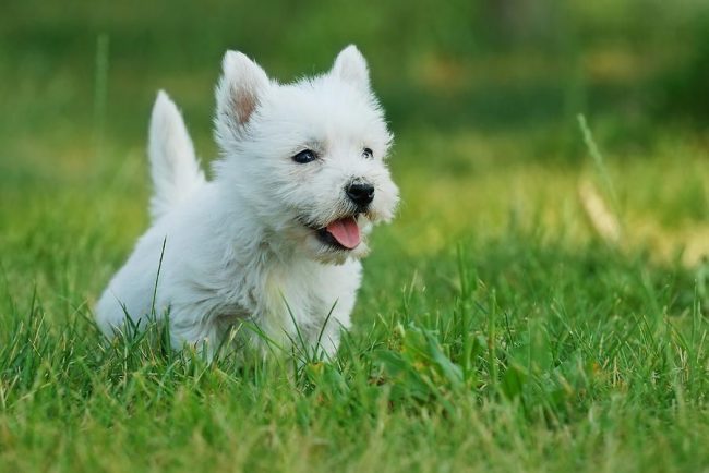 West Highland White Terriers are confident and decisive breed