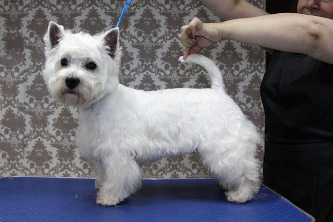 Most people prefer cutting their West Highland White Terriers.