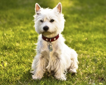West Highland Terrier (West Highland Terrier) West Highland White Terrier, Westie