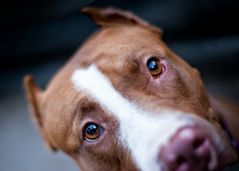 Dog vestibular syndrome - symptoms, causes and treatment