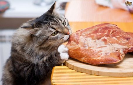 The cat steals meat