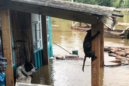 Dog and cat during the flood