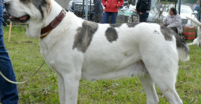 Central asian shepherd dog