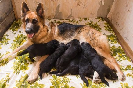Shepherd with puppies
