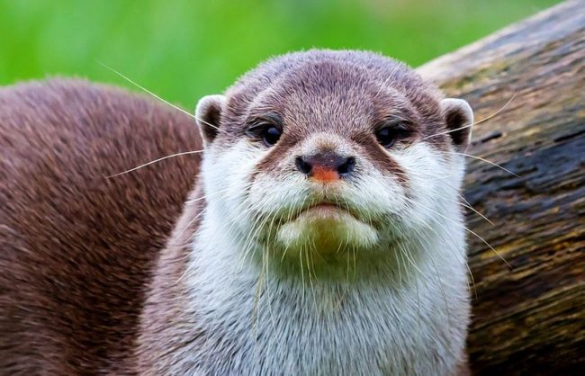 A river otter is not recommended for home keeping. However, if you have the opportunity to provide the animal with a deep body of water with clean water and the possibility of walking along the shore, then you can try to get such a pet