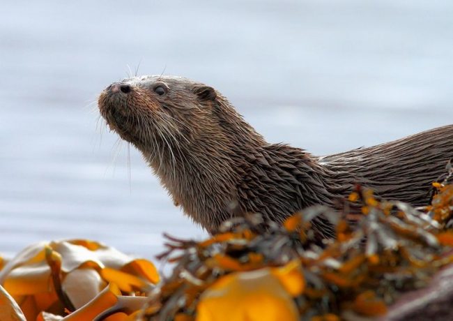 The river otter prefers rivers with a fast flow and a rocky bottom. It is desirable that the river was not wide, within 10 - 15 m