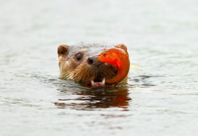 As a representative of the Kunih family, the otter is a very cunning and virtuoso hunter. The main object for hunting is fish, which the animal catches up with rapid speed.