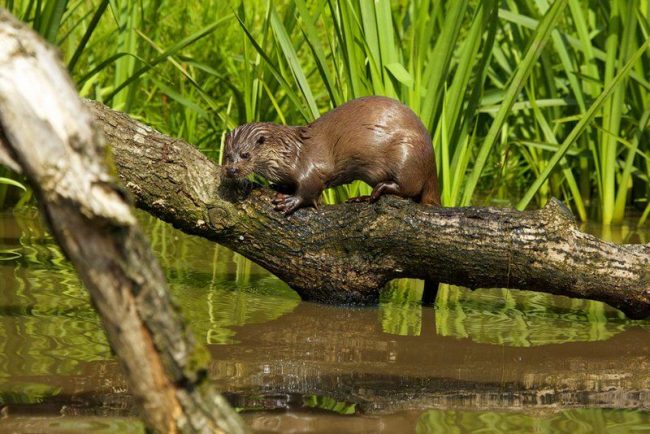 The otter has a cheerful disposition, she likes to play, which is especially liked by those who keep the animal at home.