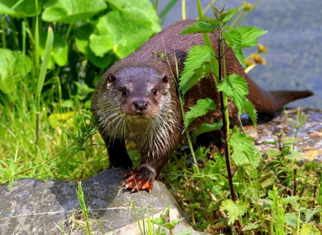 The main feature of the river otter is its semi-aquatic way of life. Wherever it lives, there must be a pond. However, scientists note that the animal can go tens of kilometers by land, in search of a more satisfying place to live.