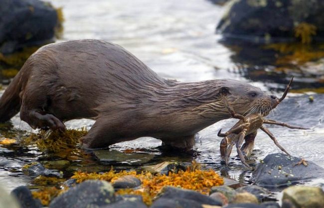 The majority of the diet of the animal falls on various species of fish. Common carp, trout, pike alternate with small roach and crucian carp. On land, the animal preys on rodents, marsh birds, frogs. It can eat a large beetle or mollusk.