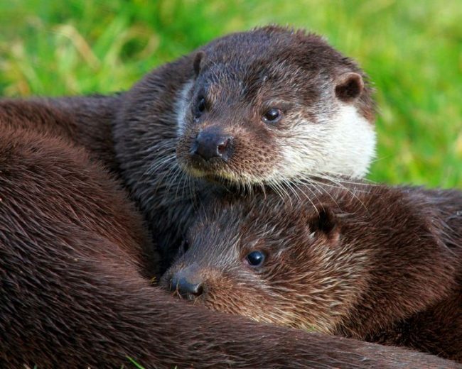 The mother otter is very brave, and maybe even the first to rush to the one who, as she thinks, encroaches on the life of her offspring. Small otters grow quickly, but often stay with their mother until they are one year old.