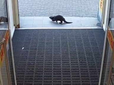 The otter runs out of the store
