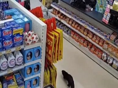 Otter in the store