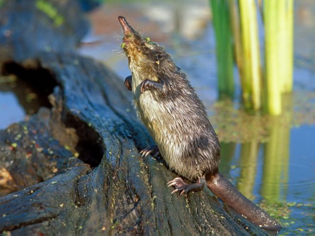 Muskrat