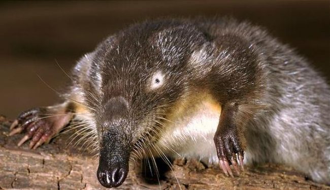 Muskrat