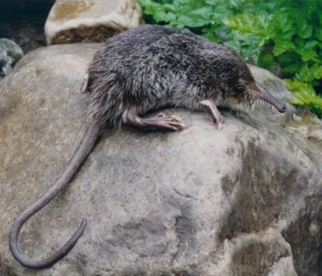 Muskrat