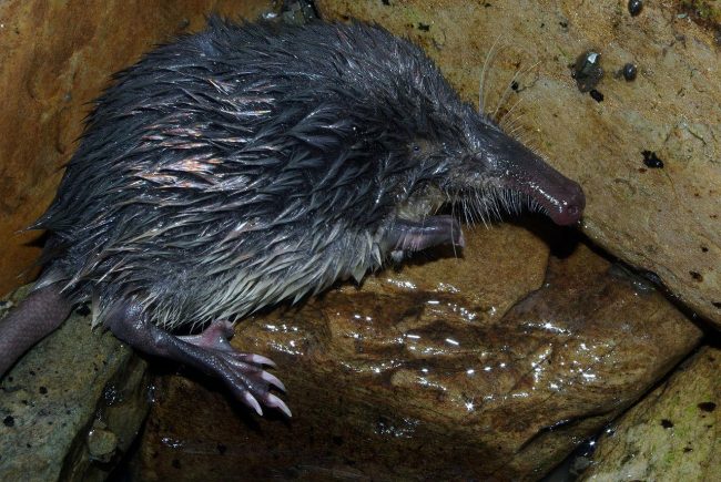 Muskrat