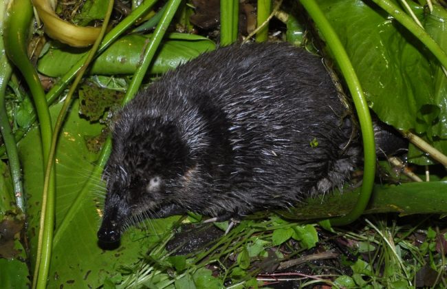 Muskrat