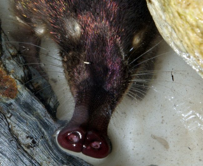 Muskrat