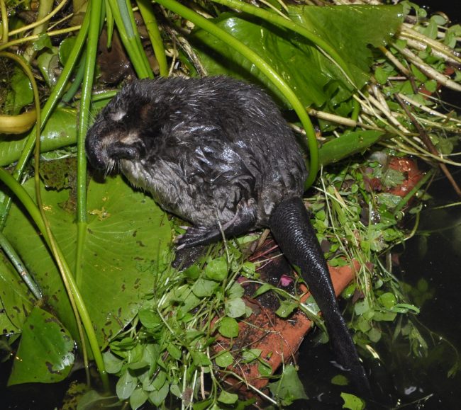 Muskrat