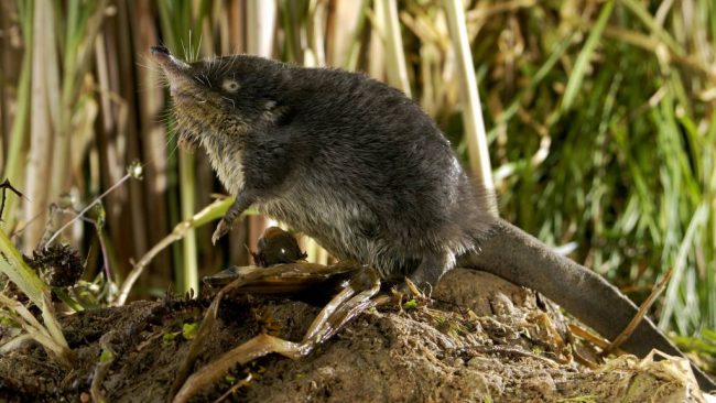 Muskrat