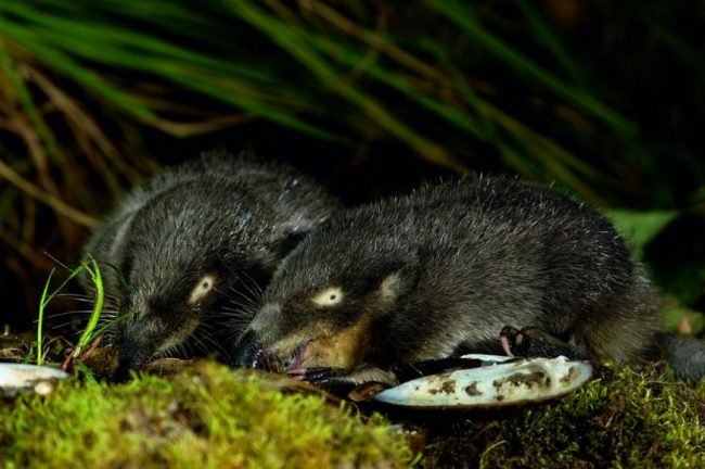 Muskrat