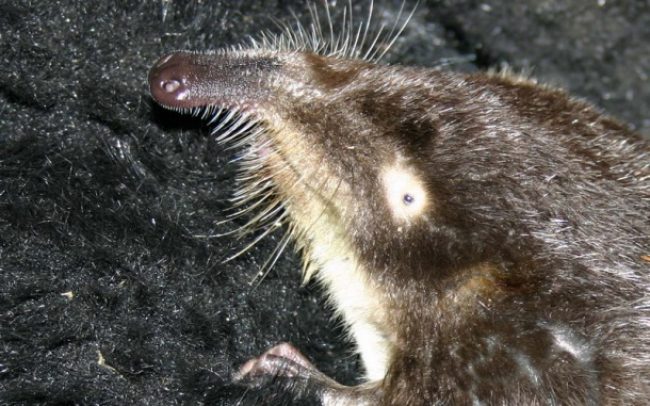 Muskrat