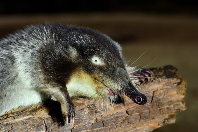 Muskrat