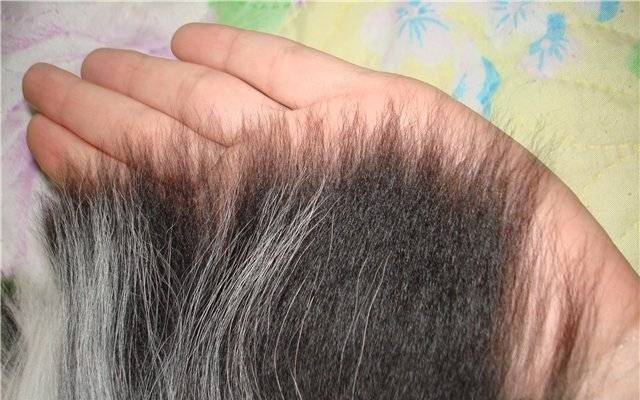 Why Dog Hair Losses