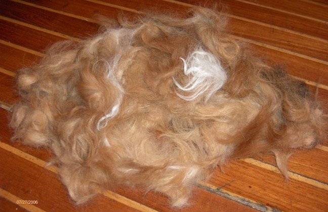 Dog's fur