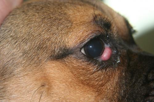 Prolapse (prolapse) of the third century in dogs: symptoms and treatment