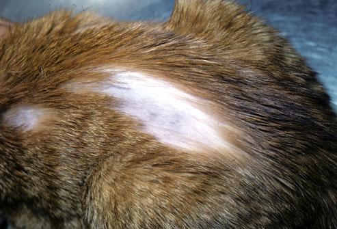 Hair loss (alopecia) in cats - basic causes and treatment
