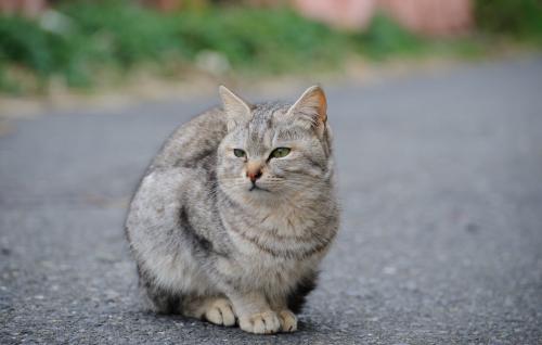 Whether to let a cat out into the street is a possible risk and the dangers