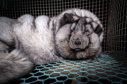 Polar fox in a cage