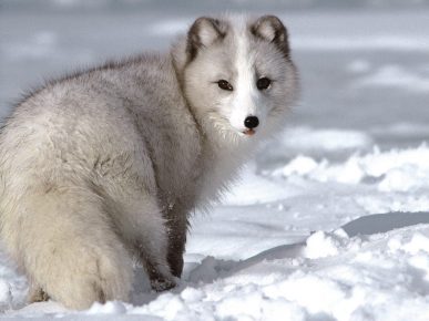 Gray Arctic fox in the wild