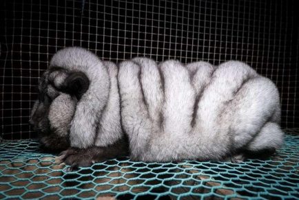 Fat Arctic fox