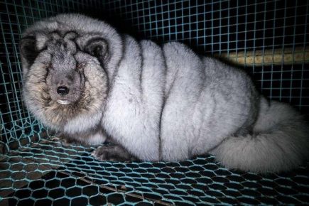 Polar fox on the farm