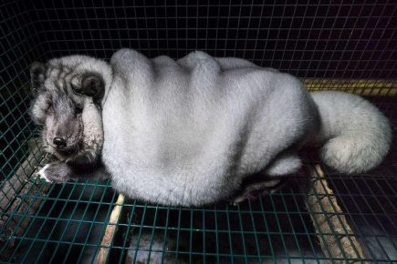 Arctic fox in a cage