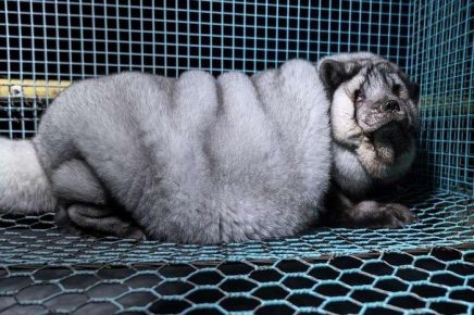 Arctic fox is a living skin