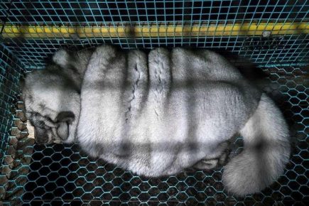 Very fluffy animal