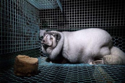 The cellular content of the polar fox